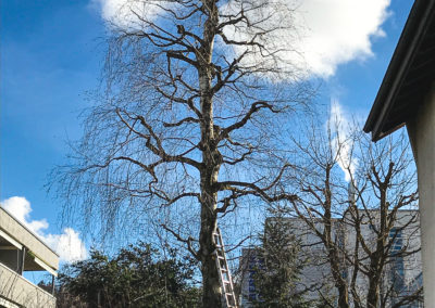 Winterschnittarbeiten
