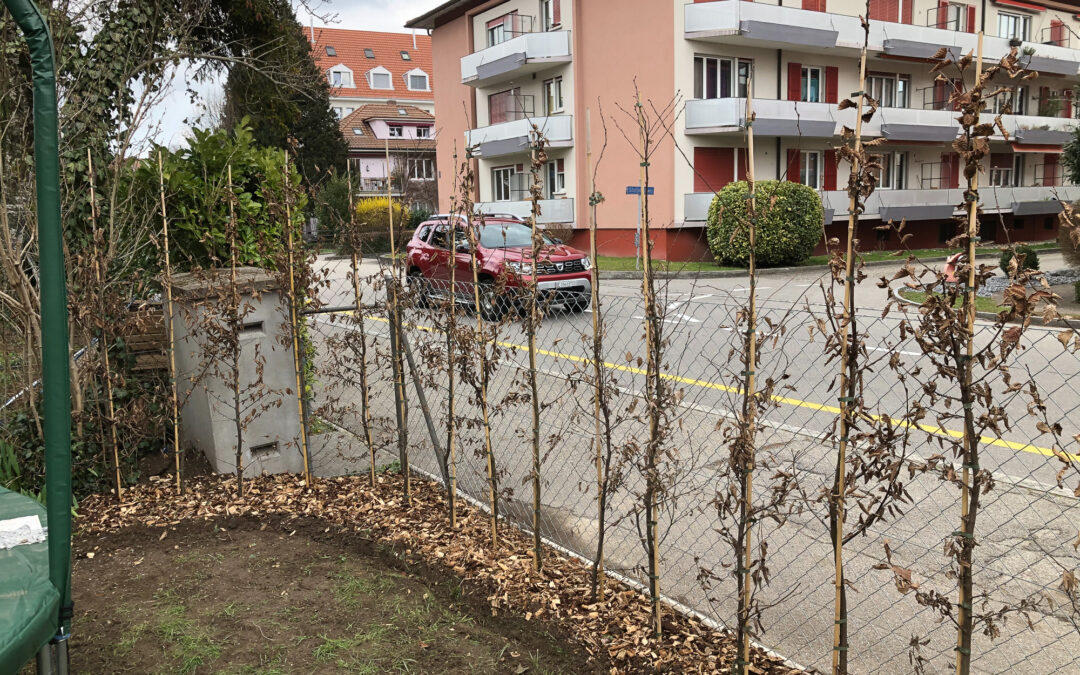 Heckengestaltung Nidau